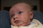 Little  man